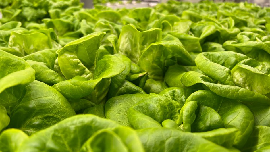 Appetite, Hunger And Cravings: One Habit at a Time