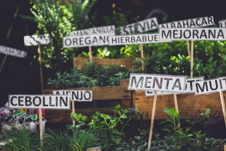 Coming Back to Gut Health Beyond The Marketing, in Plain Language